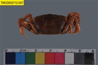 藏品(萬歲大眼蟹)的圖片